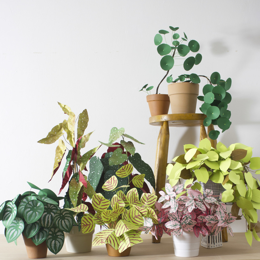 DIY plantas de papel